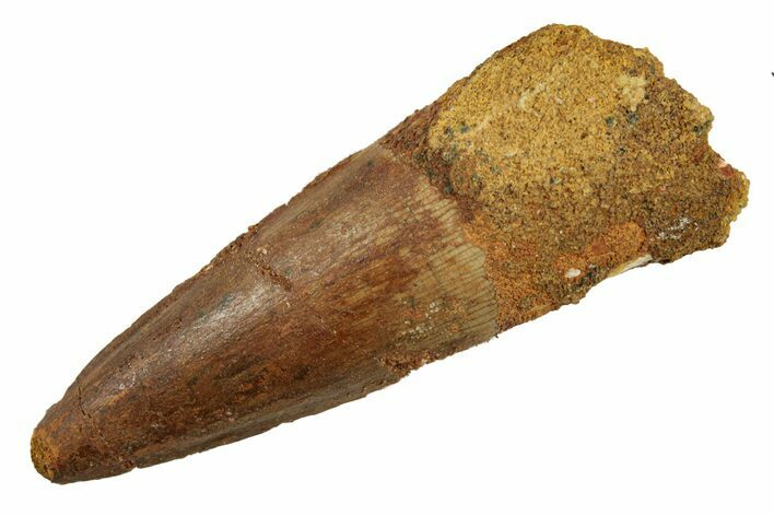 Fossil Spinosaurus Tooth - Real Dinosaur Tooth #258945